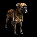 Brindle Boxer Dog Standing And Looking Side On Black Background