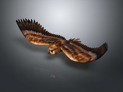 Majestic Eagle Flying with Outstretched Brown Feathers Against Gray Gradient Background 3d model