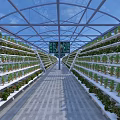 Greenhouse Interior With Vertical Plant Racks And Lush Growing Vegetables Under Transparent Roof
