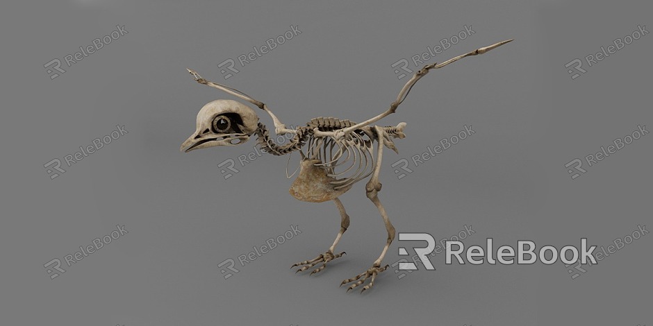 pigeon skeleton model