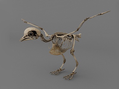 pigeon skeleton model