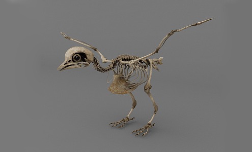 pigeon skeleton 3d model