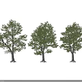 Three Lush Green Arbor Trees With Dense Foliage And Straight Trunks On Dark Background