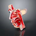 Human Head Anatomical Model With Detailed Internal Structures For Medical Education