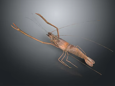Brown Aquatic Animal Shrimp With Long Antennae And Extended Claws 3d model