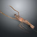 Brown Aquatic Animal Shrimp With Long Antennae And Extended Claws