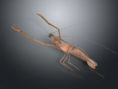Australian rock lobster Macrobrachium prawn black and white lobster crayfish green lobster red crab shrimp European blue dragon 3d model