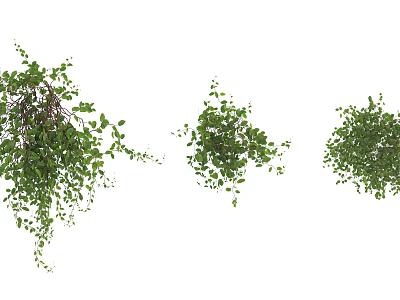 Various Vine Plants With Green Leaves Hanging Lush Growth And Different Forms 3d model