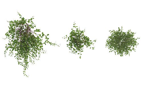 Modern Vine Shrub 3d model