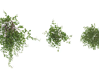 Modern Vine Shrub 3d model