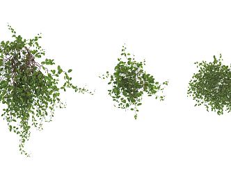 Modern Vine Shrub 3d model