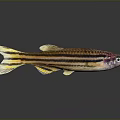 Colorful Striped Fish With Yellow Tail Purple Eyes On Gray Background With Reflection