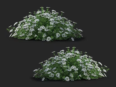 Two Clusters of Green Plants With Small White Flowers on Black Background 3d model