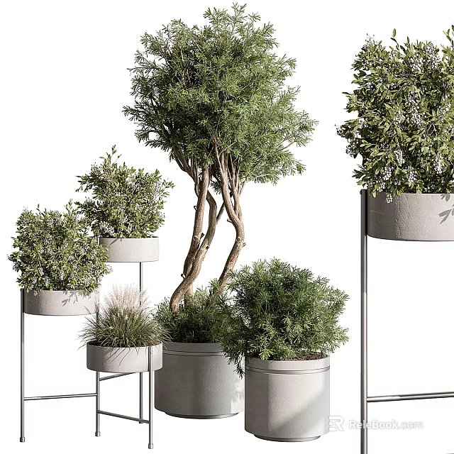 Potted Bonsai Plants With Green Foliage White Planters And Metal Stands Various Sizes 3d model 