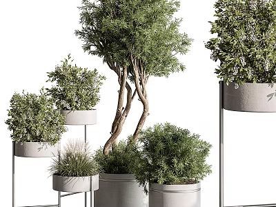 Potted Bonsai Plants With Green Foliage White Planters And Metal Stands Various Sizes 3d model