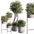 Potted Bonsai Plants With Green Foliage White Planters And Metal Stands Various Sizes