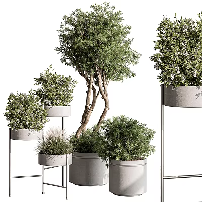 Potted Bonsai Plants With Green Foliage White Planters And Metal Stands Various Sizes 3d model