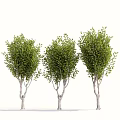 Three Arbor Trees Featuring Lush Green Foliage And Straight Trunks 3d model