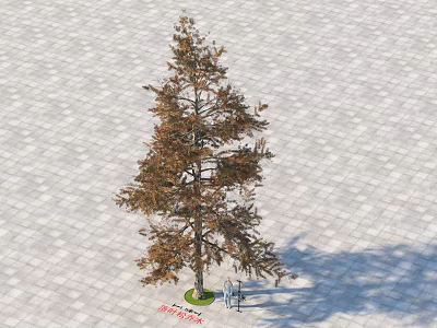 Tall Deciduous Tree With Brown Leaves On Paved Ground And Two People Nearby 3d model