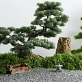 Japanese Courtyard Garden with Shaped Pine Tree Green Shrubs and Stone Lantern on Gravel Ground