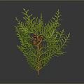 Feathery Green Leaf Plant with Small Red Berries on Brown Stem 3d model