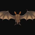 Flying Animal Bat With Large Ears And Spread Wings On Dark Background 3d model