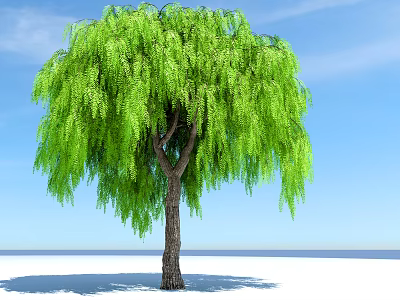 Beautiful Tall Willow Tree with Lush Green Hanging Foliage Against Blue Sky and White Ground 3d model