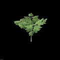 Lush Arbor With Green Leaves And Red Fruits Displaying Vibrant Natural Foliage