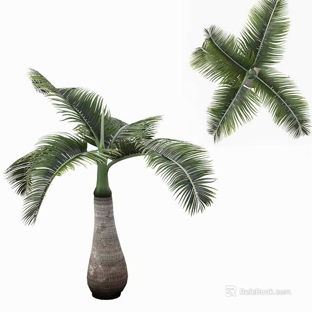 Lush Tropical Palm Tree With Feather Like Green Fronds And Textured Trunk 3d model 