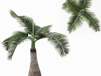 Lush Tropical Palm Tree With Feather Like Green Fronds And Textured Trunk 3d model