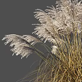 Ornamental Grass With White Plumes Swaying In Wind For Garden Decoration Various Angles