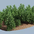 Lush Green Tall Trees Growing On Brown Soil With Dense Foliage