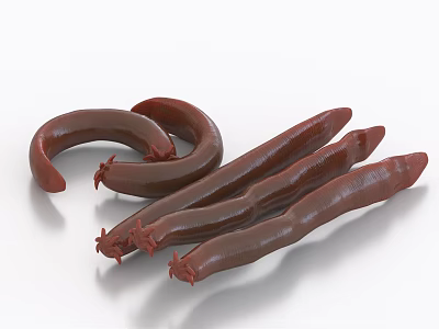 Red Aquatic Animals With Smooth Curved Segmented Bodies And Multiple Individuals Arranged Together 3d model