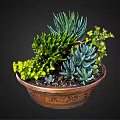 Varied Succulent Plants in Decorative Carved Terracotta Bowl with Spiky Green Rosette and Purple Foliage