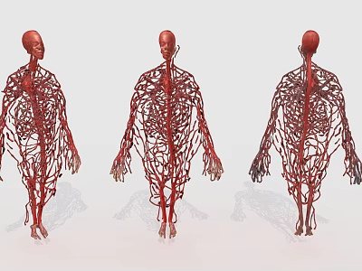 Human Body Vascular Tissue System Anatomical Models With Front Back Side Views 3d model