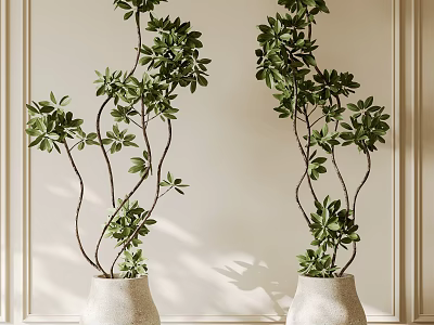 Bonsai Plants in White Pots with Green Foliage Against Light Colored Wall and Decorative Moldings 3d model