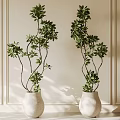 Bonsai Plants in White Pots with Green Foliage Against Light Colored Wall and Decorative Moldings