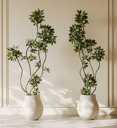 Bonsai Plants in White Pots with Green Foliage Against Light Colored Wall and Decorative Moldings 3d model
