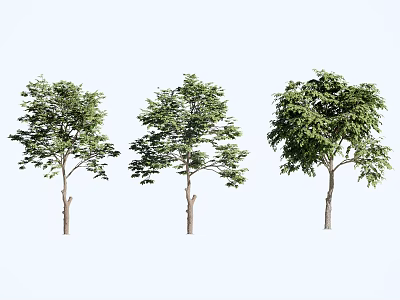 Three Lush Arbor Trees With Green Foliage And Different Growth Shapes 3d model