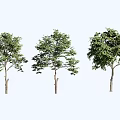 Three Lush Arbor Trees With Green Foliage And Different Growth Shapes