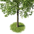 Arbor Tree With Lush Green Leaves And Thick Textured Trunk Natural View