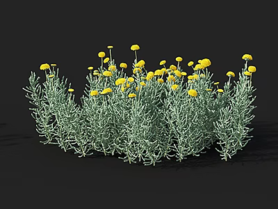 Bushy Shrub With Green Foliage And Bright Yellow Flowers In Bloom 3d model