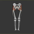 3D Rendered Human Hip Joint Leg Bones And Muscles Anatomical Structure
