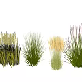 Garden Landscape Design With Various Ornamental Grasses in Green and Golden