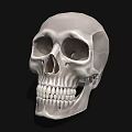 Detailed White Human Skull with Cracks and Teeth on Black Background 3d model