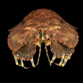 Close Up View Of Mantis Shrimp With Brown Spotted Exoskeleton And Striped Legs