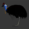 Cassowary Bird With Red Casque Blue Head Yellow Wattle And Black Feathers