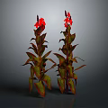 Vibrant Flowering Plants With Red Blooms And Variegated Leaves On Gray Background