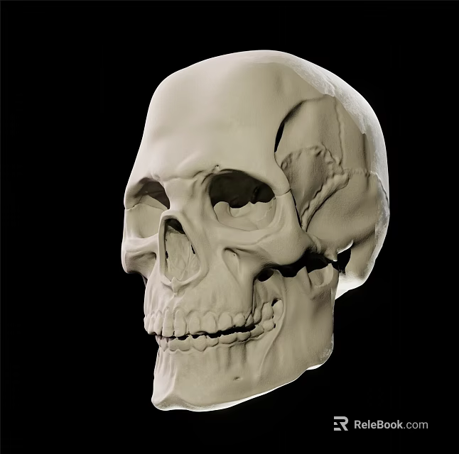 3D Rendered Male Human Skull Model With Detailed Anatomical Structure Side View 3d model 