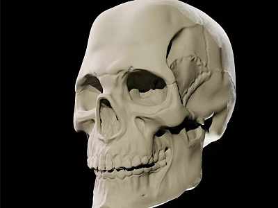 3D Rendered Male Human Skull Model With Detailed Anatomical Structure Side View 3d model